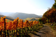 files/amsteinfelderhof/redaktion/Region/Rotweinwanderweg180x120.jpg