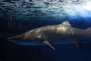 files/amsteinfelderhof/redaktion/Region/Sea-Life180x120.jpg