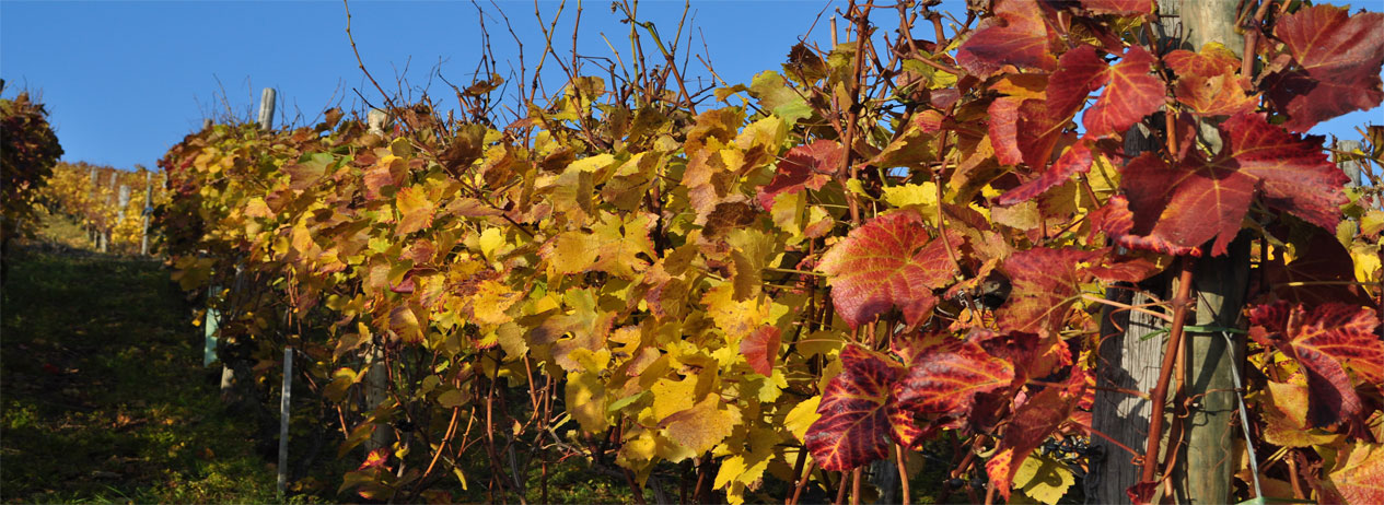 weinstoecke