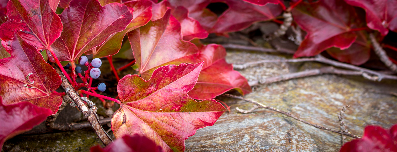 Herbstfarben