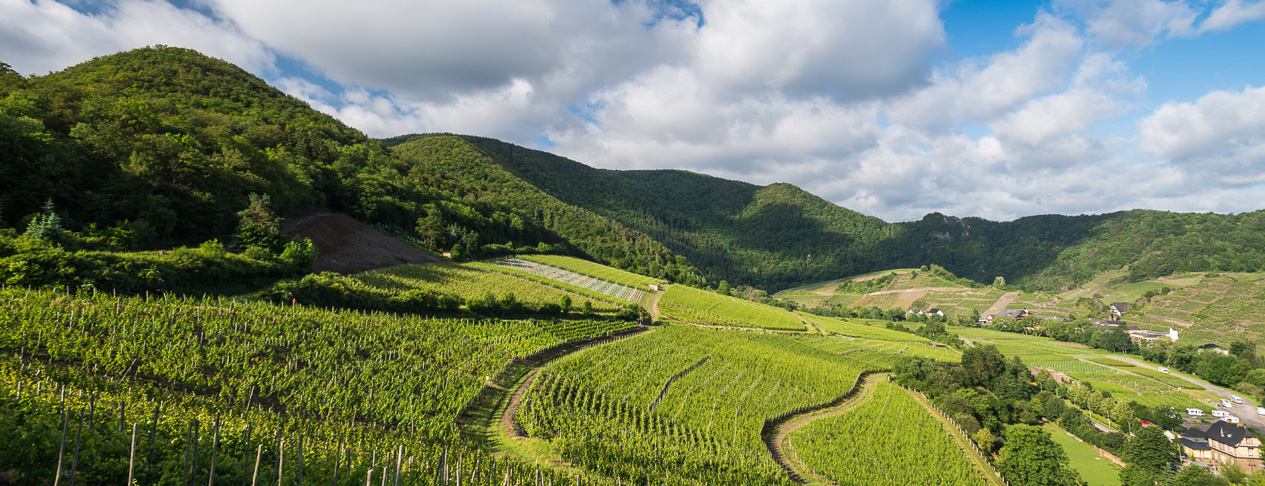 Sommer Weinberge