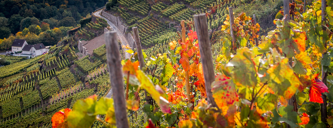 Weinberge Herbst